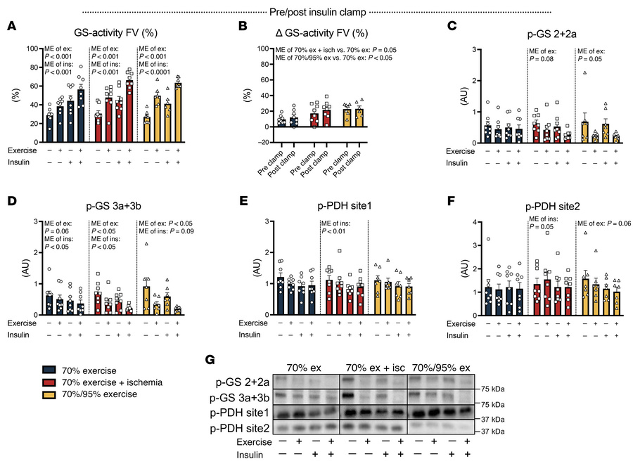 Insulin-stimulated GS activation and PDH phosphorylation do not regulate...