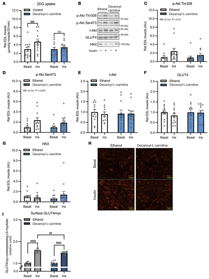 Decanoyl-l-carnitine impairs insulin-stimulated glucose uptake in rat sk...