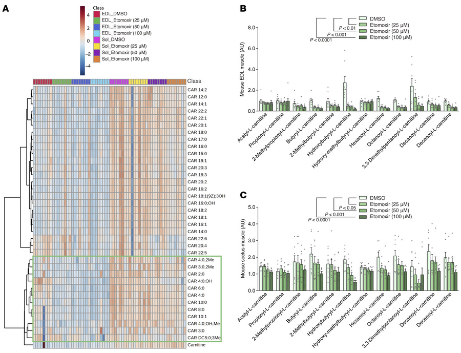 Etomoxir reduces muscle acylcarnitines in mouse skeletal muscle.
(A) Hea...