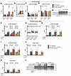 Enhanced phosphorylation of TBC1D4 after exercise and insulin stimulation.