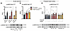 eNOS phosphorylation responses to exercise and insulin stimulation.