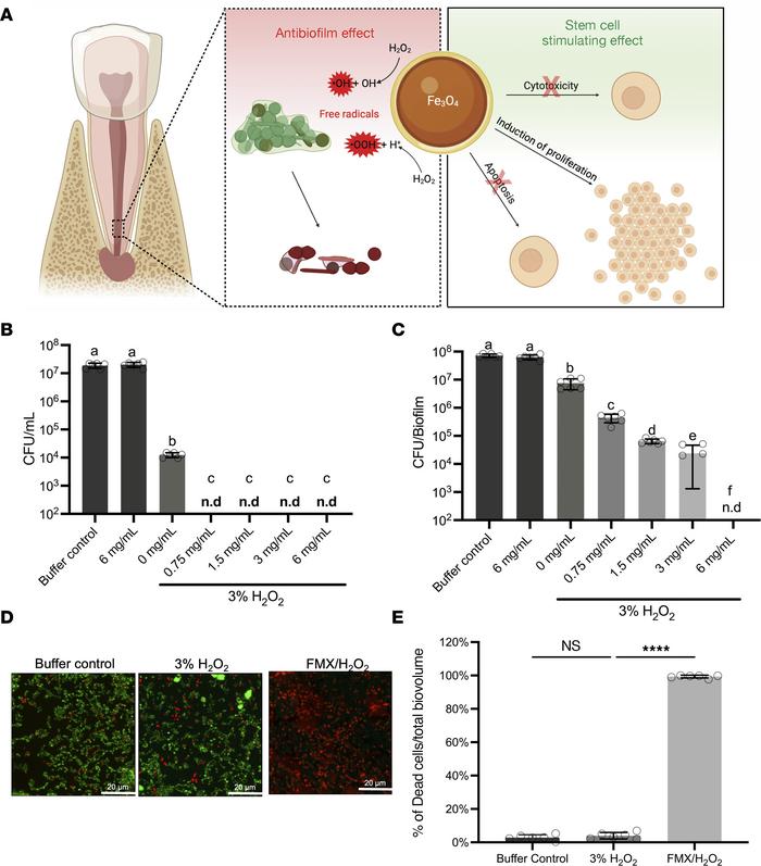 FMX nanozymes eliminate drug-resistant bacterial biofilms associated wit...