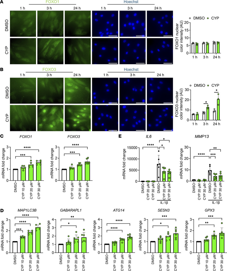 Effects of cyproheptadine in human chondrocytes.
FOXO1 (A) and FOXO3 (B)...