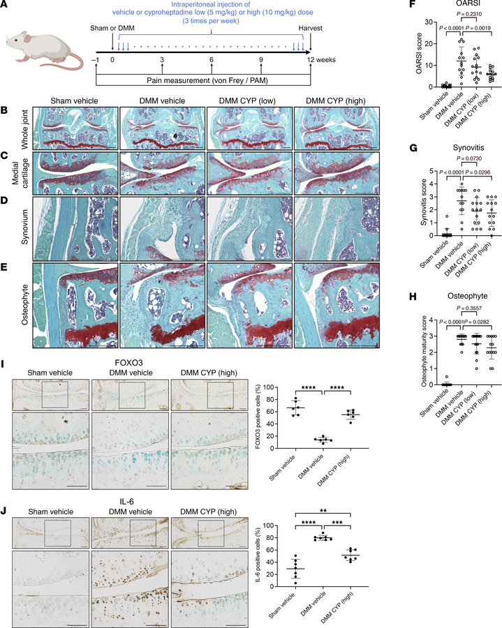 Effects of cyproheptadine on structural changes in mice with experimenta...