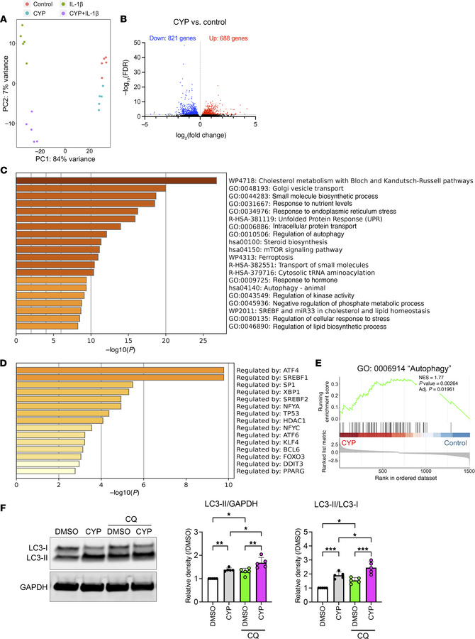 Transcriptomic changes induced by cyproheptadine in human chondrocytes.
...