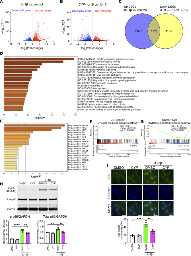 Antiinflammatory effects of cyproheptadine via NF-κB pathway.
(A) Volcan...