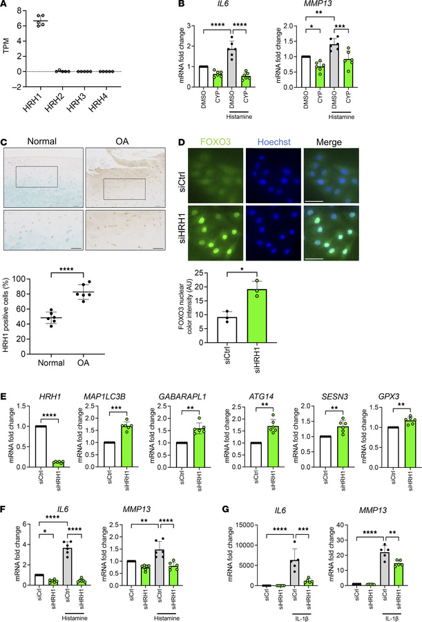Cyproheptadine signaling via histamine H1 receptor.
(A) Transcripts per ...