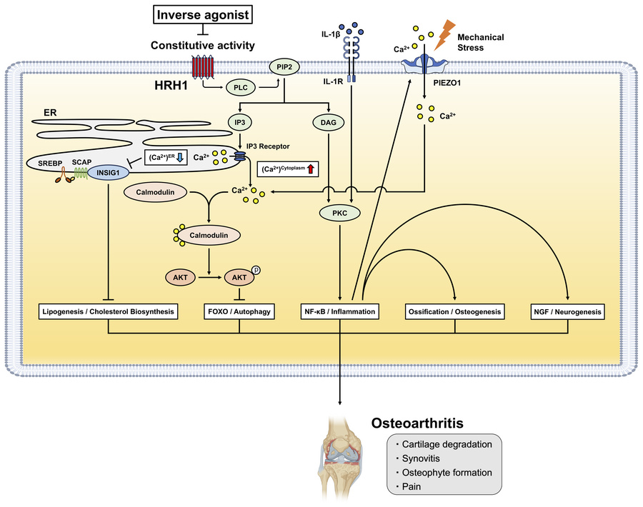 graphical abstract