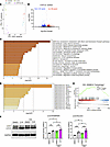 Transcriptomic changes induced by cyproheptadine in human chondrocytes.