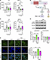 Mechanisms of cyproheptadine antiinflammatory effects via protein kinase C