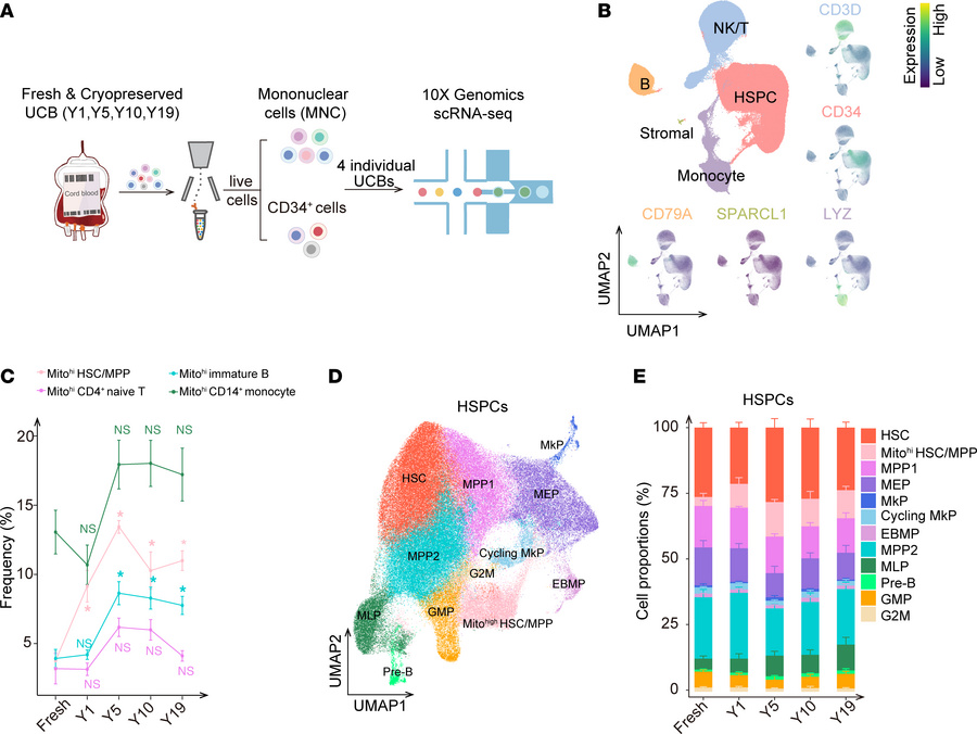 Characterization of subclusters with high expression levels of mitochond...