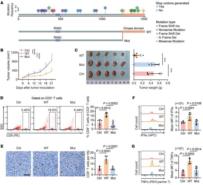 
Map3k1-mutant tumors evade CD8+ T cell–mediated immunity in vivo.
(A) M...