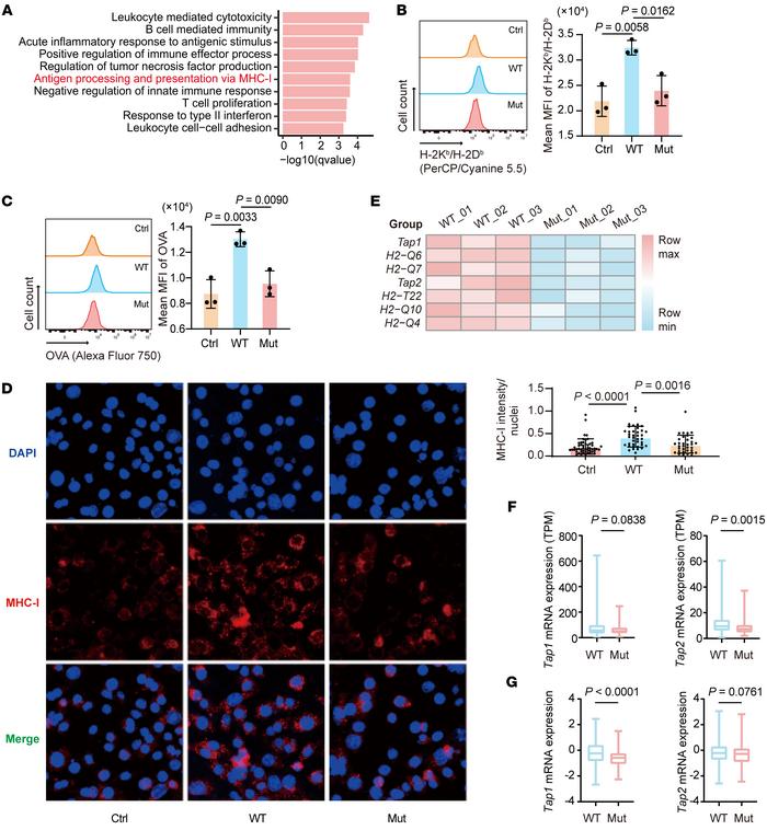 
MAP3K1 mutation suppresses tumor antigen presentation.
(A) Map3k1-WT an...