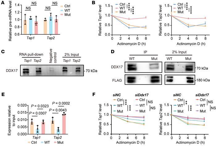
Map3k1 mutation promotes Tap1/2 RNA degradation.
(A) The premature mRNA...