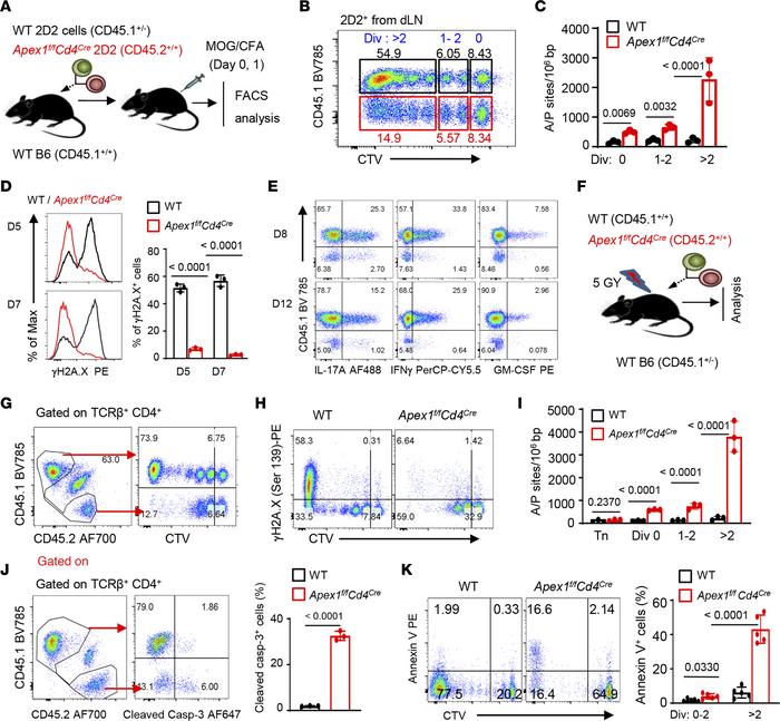 Failure of A/P site repairs results in genomic instability and apoptotic...