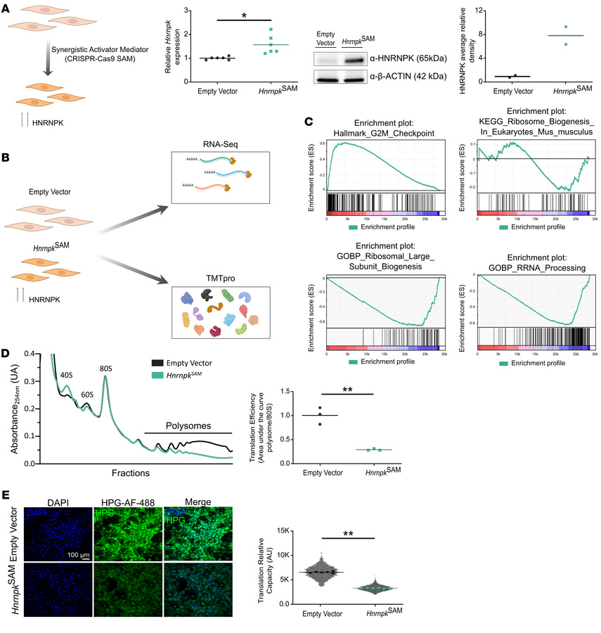 HNRNPK-overexpressing MEF generation and phenotyping showed a decrease i...