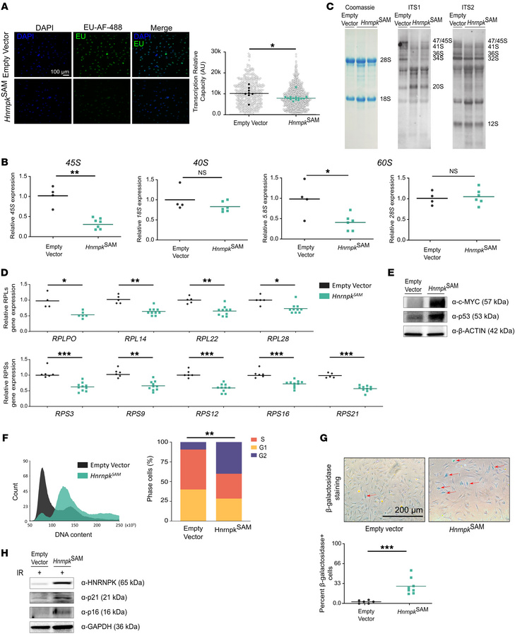 HNRNPK overexpression showed rRNA and ribosome protein reduction and dro...