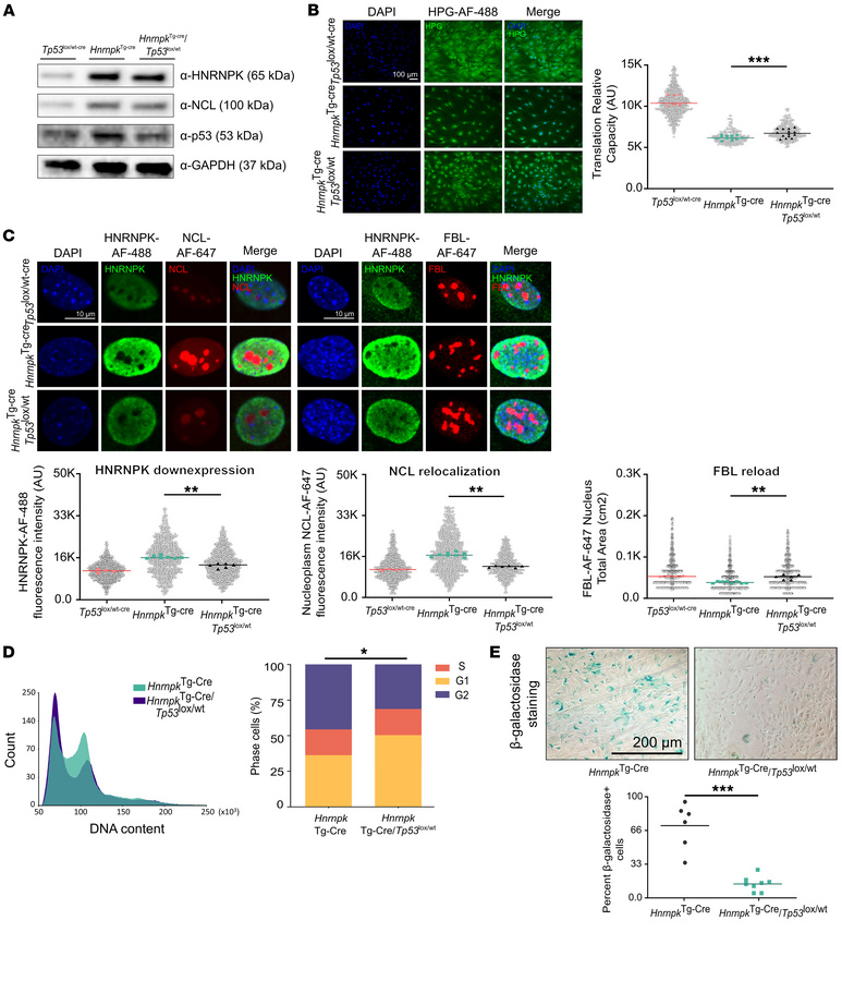 The HNRNPK overexpression phenotype is p53 dependent.
(A) Western blot m...