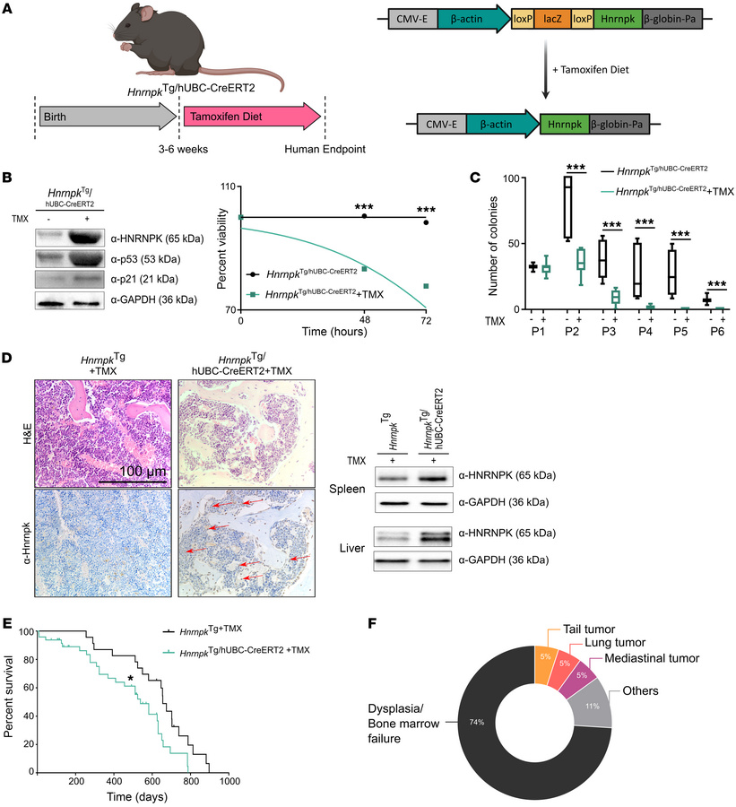 HSCs of the HnrnpkTg/hUbc-CreERT2 mouse model are dysfunctional.
(A) Exp...
