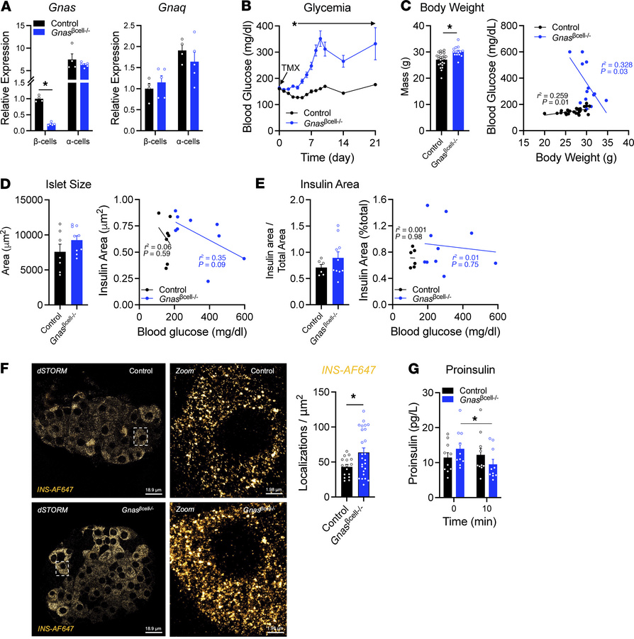 Characterization of Gnasβcell–/– mouse islets.
(A) Gnas and Gnaq express...