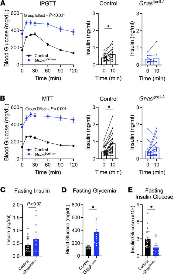 
Gnasβcell–/– mice are hyperglycemic and do not secrete insulin in respo...