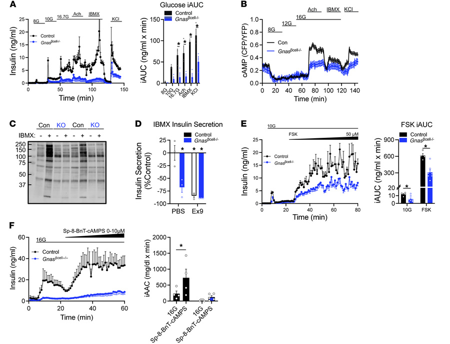 
Gnasβcell–/– islets have an impaired insulin secretory response to both...