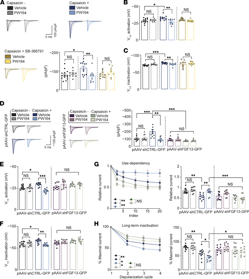 FGF13 chemical inhibition or genetic silencing selectively suppress caps...