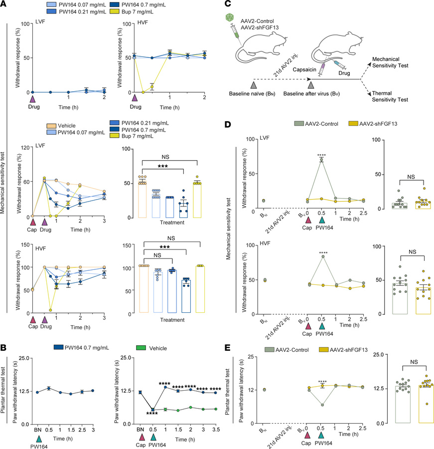 Inhibition of FGF13 exerts antinociceptive effects and mimics in vivo FG...