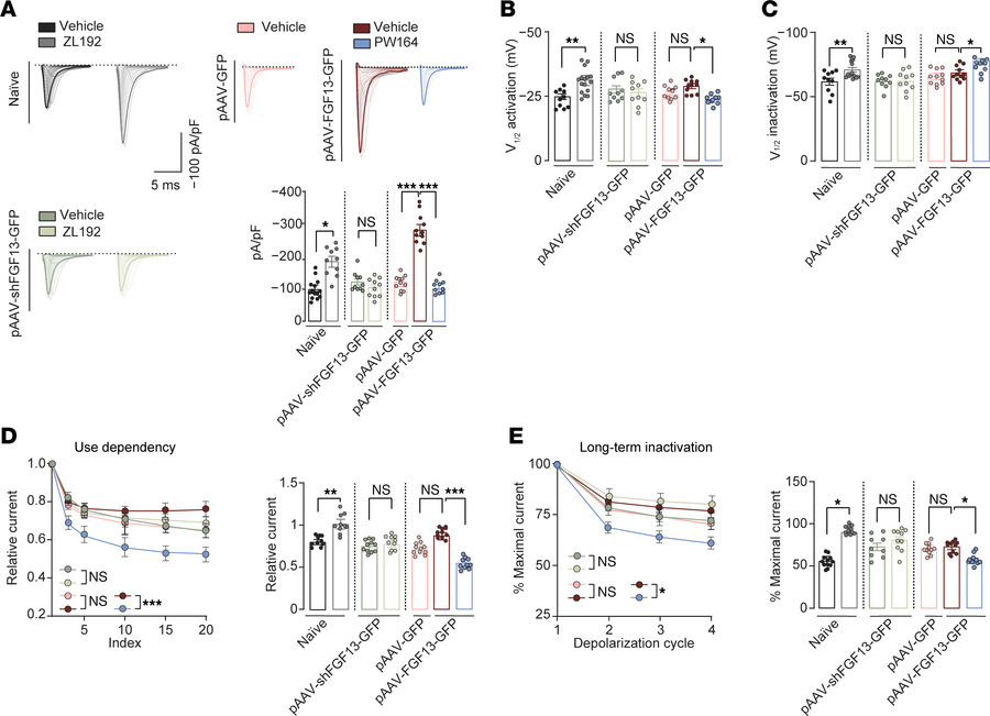 ZL192 and FGF13 overexpression are sufficient to potentiate Na+ currents...