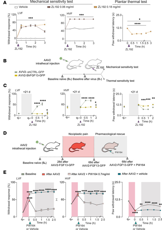 ZL192 exhibits pronociceptive roles that are prevented by in vivo FGF13 ...