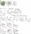 FGF13 activator ZL192 increases FGF13/Nav1.7 CTD complex formation and pote