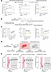 ZL192 exhibits pronociceptive roles that are prevented by in vivo FGF13 sil