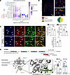 Changes in FGF13/Nav1.7 complex formation correlate with diabetic neuropath
