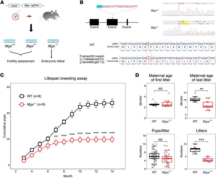 Subfertility of Mga+/− female mice.
(A) Schematic illustration of the ta...
