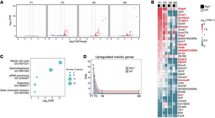 MGA suppresses the transcript expression of meiotic genes in ovary.
(A) ...