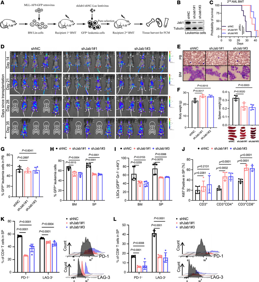 Jab1 facilitates immune evasion and sustains leukemia progression in MLL...