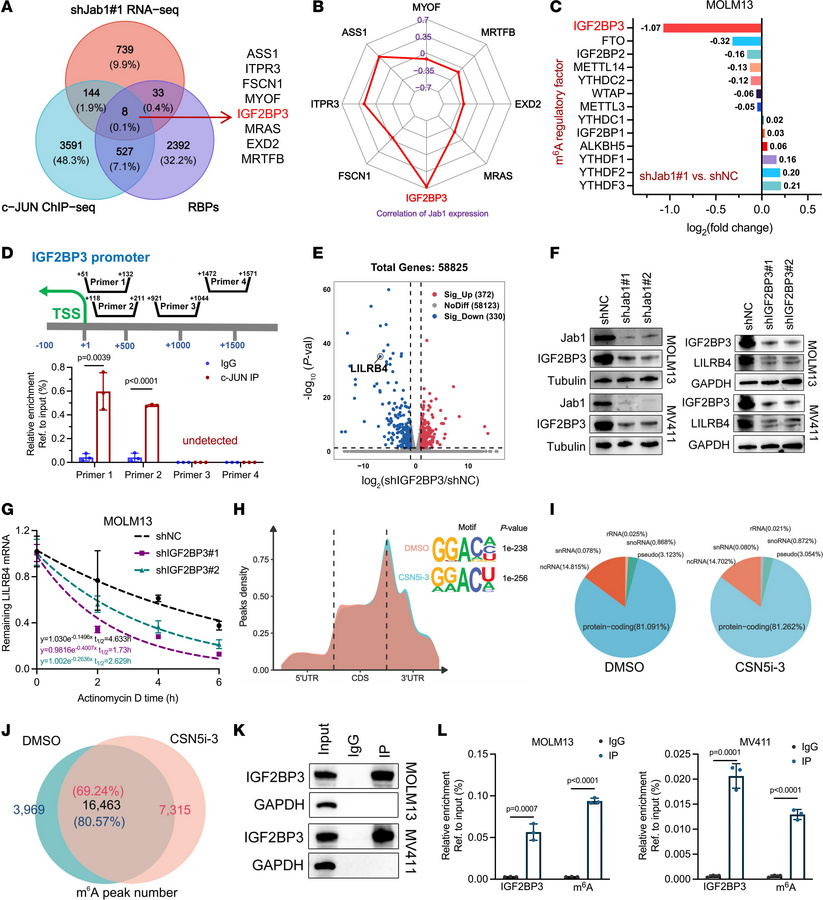Jab1 transcriptionally regulates IGF2BP3 to control m6A modification and...