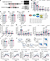 Jab1 is dispensable for normal hematopoiesis and multilineage reconstitutio
