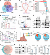 Jab1 transcriptionally regulates IGF2BP3 to control m6A modification and st