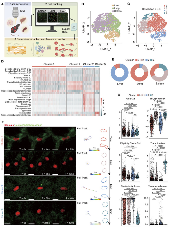 Neutrophil behavior landscapes in different tissues.
(A) Schematic of ex...