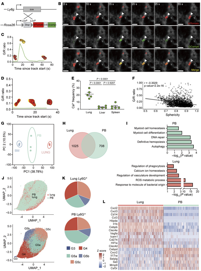 Neutrophils display lung-specific signaling and transcriptome under norm...