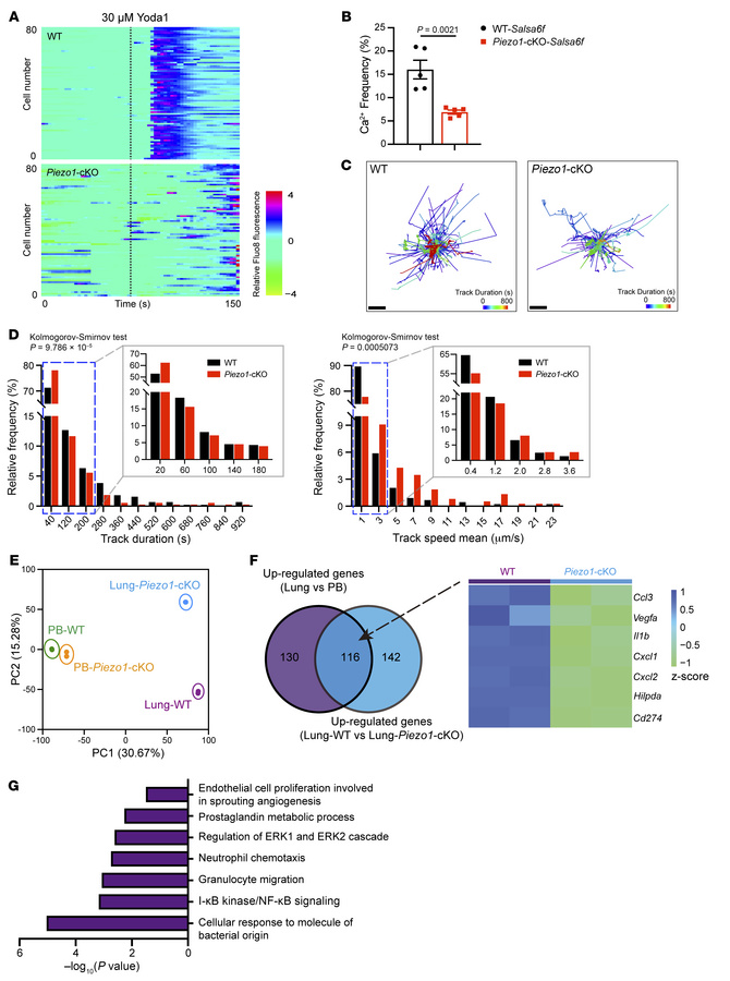 PIEZO1 regulates pulmonary-specific neutrophil behavior and the transcri...