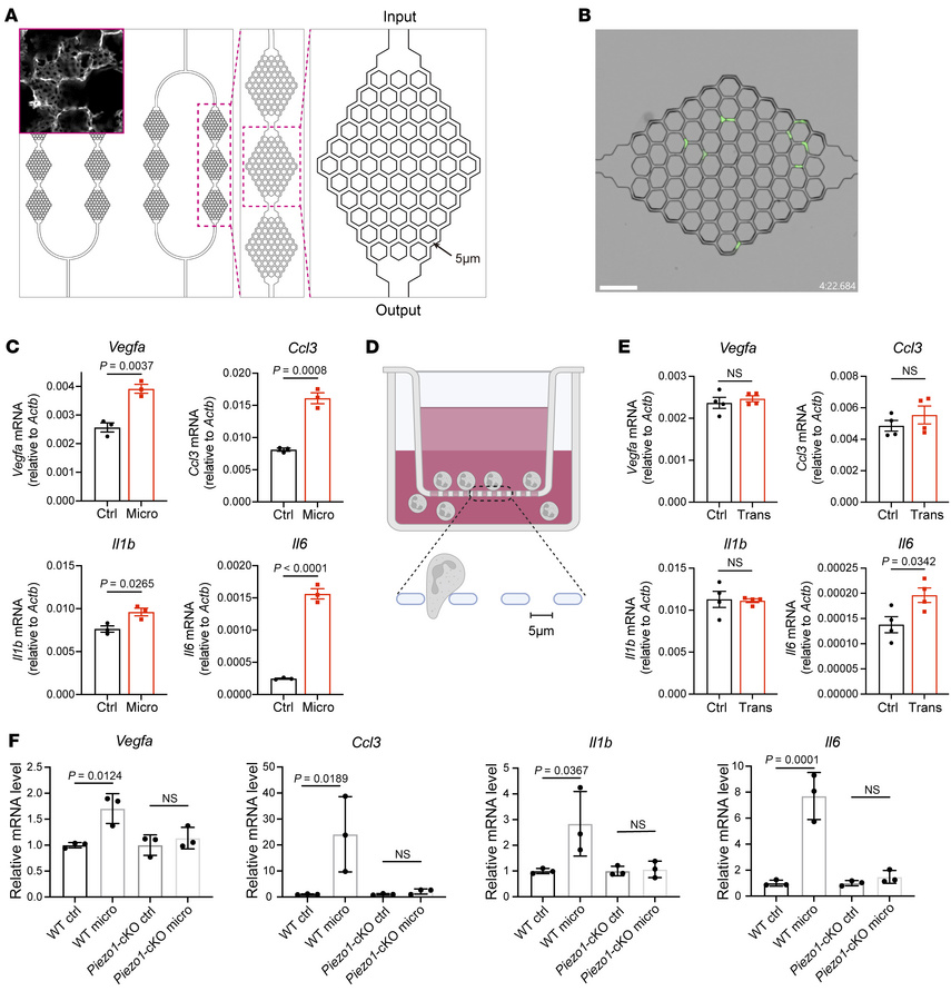Repetitive neutrophil constriction is sufficient to instruct lung-associ...