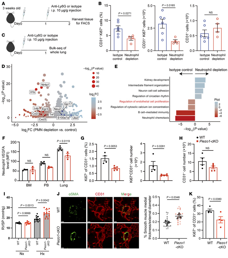 Intravascular activation of PIEZO1 induces VEGFA in neutrophils to susta...
