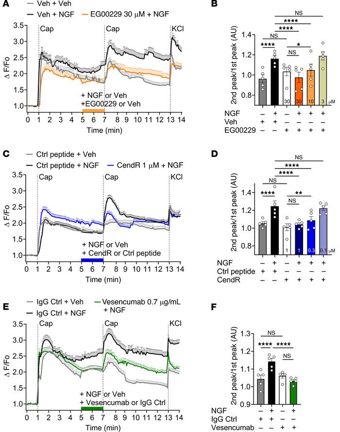 NRP1 inhibition prevents NGF-induced sensitization of TRPV1.
(A, C, and ...