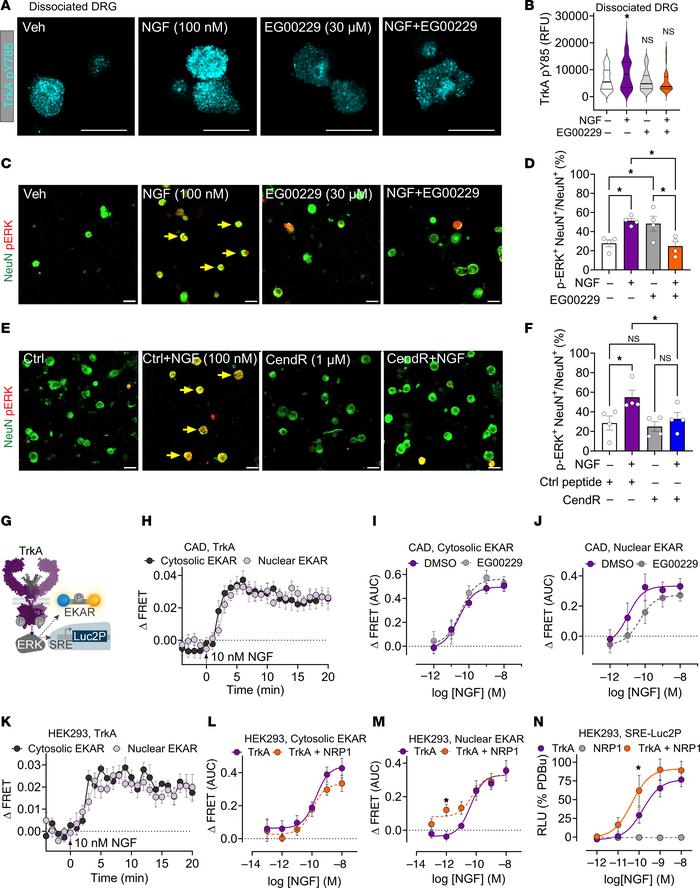 NRP1 modulates TrkA-mediated kinase signaling.
(A and B) Effect of mouse...