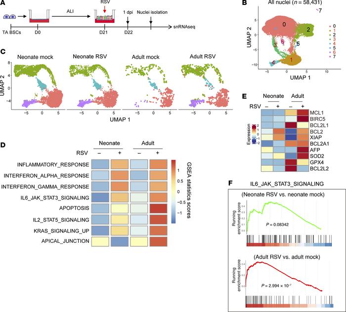 RSV induces age-related changes in expression of genes involved in cell ...