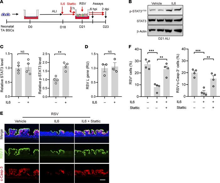 STAT3 activation in neonatal bronchial epithelium reduces severity of RS...