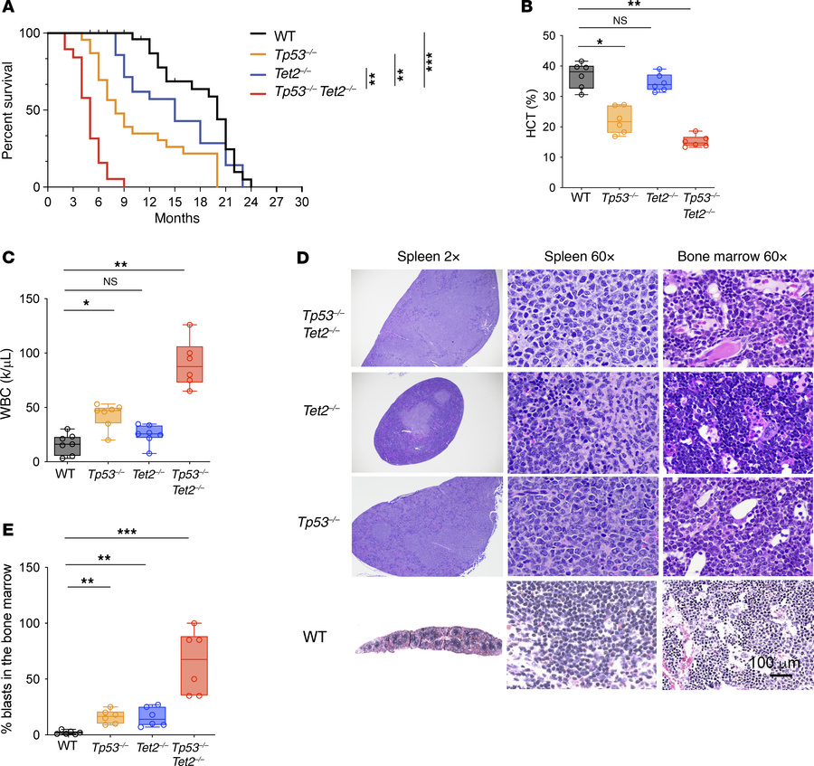 Hematopoietic–cell specific Tp53- and Tet2-KO mice develop lethal leukem...