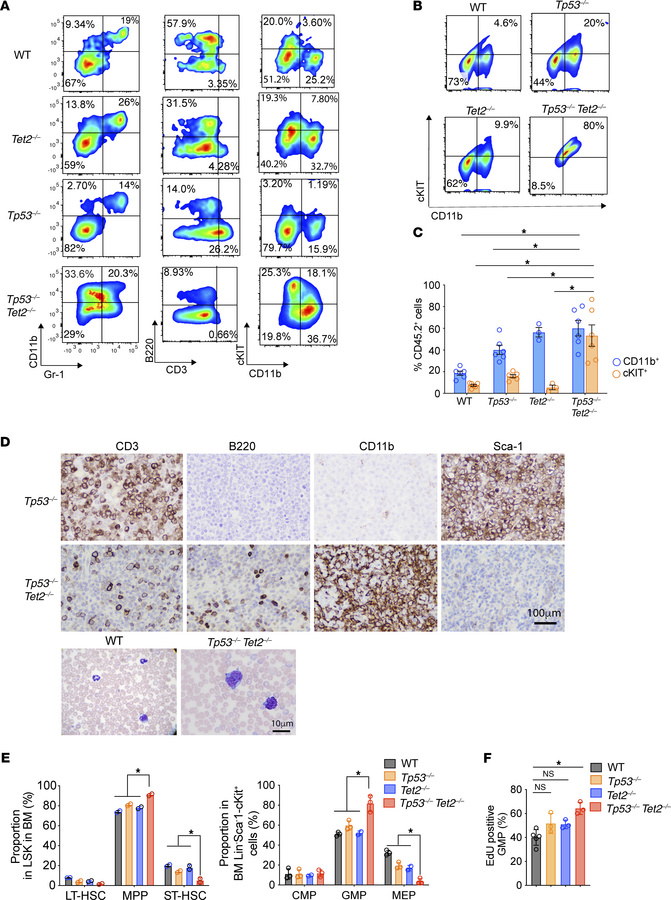 
Tp53/Tet2 double-KO mice develop AML characterized by expansion of gran...